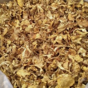 Dried Chanterelle
