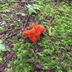Dried Lobster Mushroom