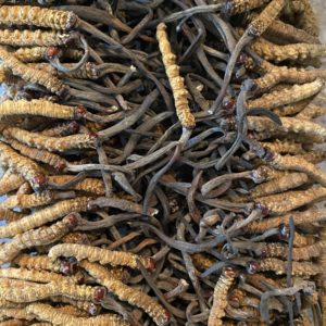Cordyceps Sinensis - Wild from Bhutan - 1g