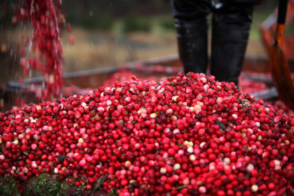 cranberry harvesting