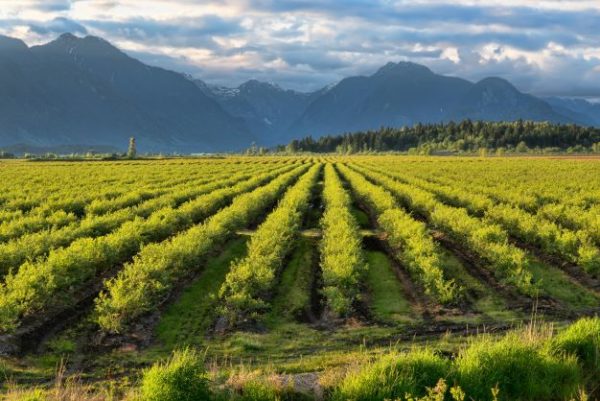 BC Blueberry fields